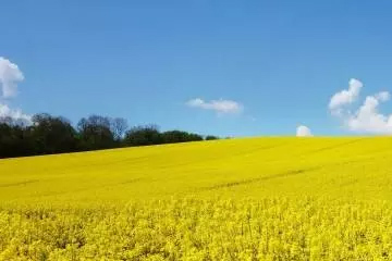 私藏的百亩油菜花…再不来就要等一年啦